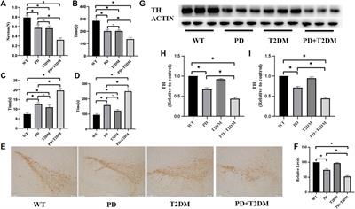 Type 2 diabetes microenvironment promotes the development of Parkinson’s disease by activating microglial cell inflammation